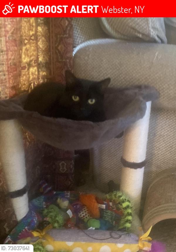 Lost Female Cat last seen Coralburst Crescent, Webster, NY 14580