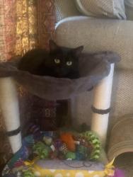 Lost Female Cat last seen Coralburst Crescent, Webster, NY 14580