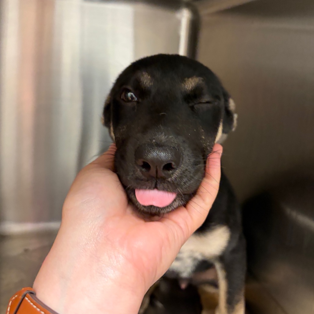 Shelter Stray Male Dog last seen , 4500 N Access Rd, Chattanooga, TN 37415, USA