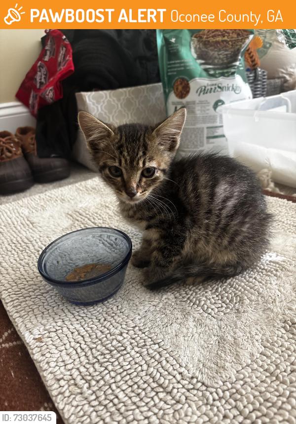 Found/Stray Unknown Cat last seen Mcnutt in bogart, Oconee County, GA 30622