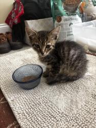 Found/Stray Unknown Cat last seen Mcnutt in bogart, Oconee County, GA 30622