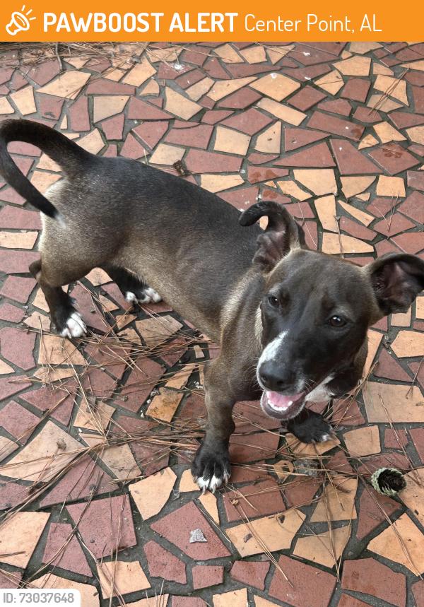 Found/Stray Female Dog last seen Glenwood, Center Point, AL 35215