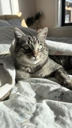Lost Male Cat last seen Lyons and mountain ave, Fort Collins, CO 80521