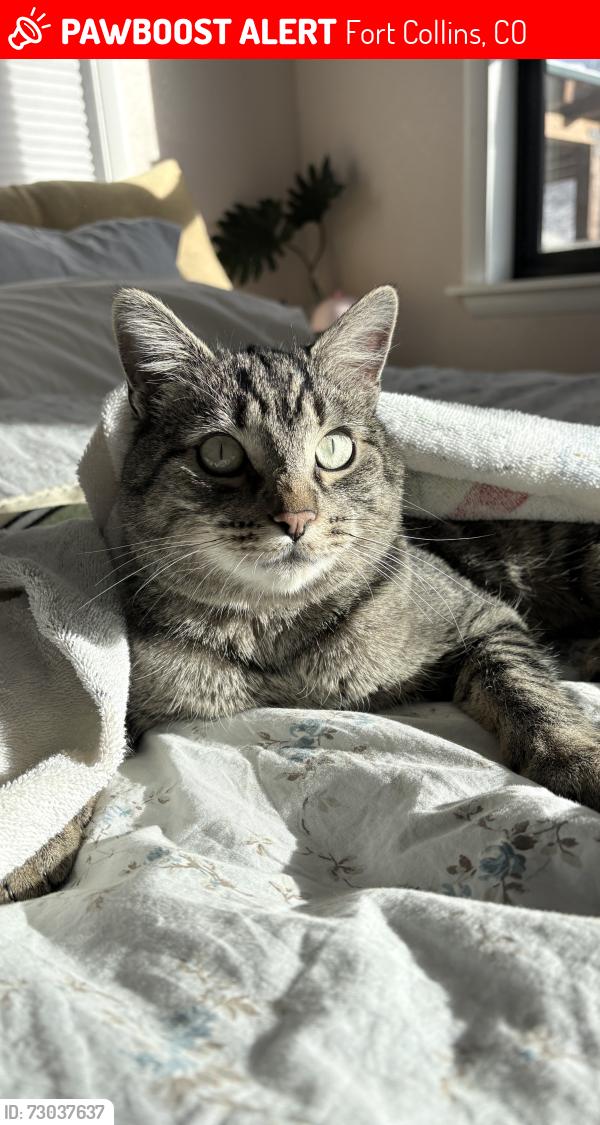 Lost Male Cat last seen Lyons and mountain ave, Fort Collins, CO 80521