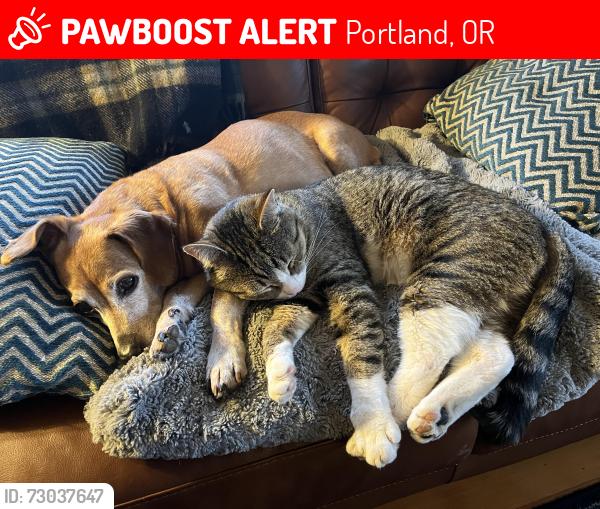 Lost Male Cat last seen NE 18th & Alberta, Portland, OR 97211