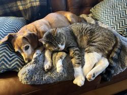 Lost Male Cat last seen NE 18th & Alberta, Portland, OR 97211