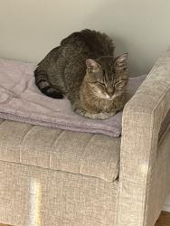 Reunited Female Cat last seen Palatine road Across from Jewel in Hoffman ests, Hoffman Estates, IL 60010