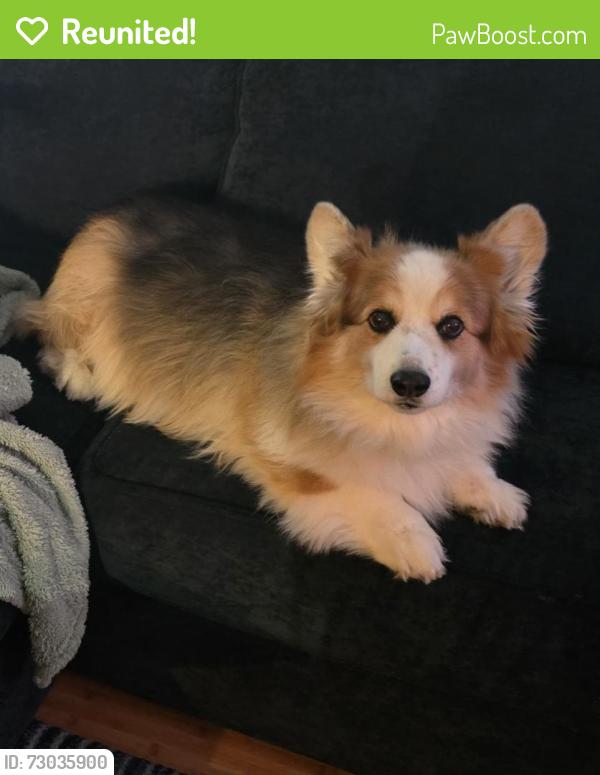 Reunited Male Dog last seen Alexander and Gibson, Everett, WA 98204