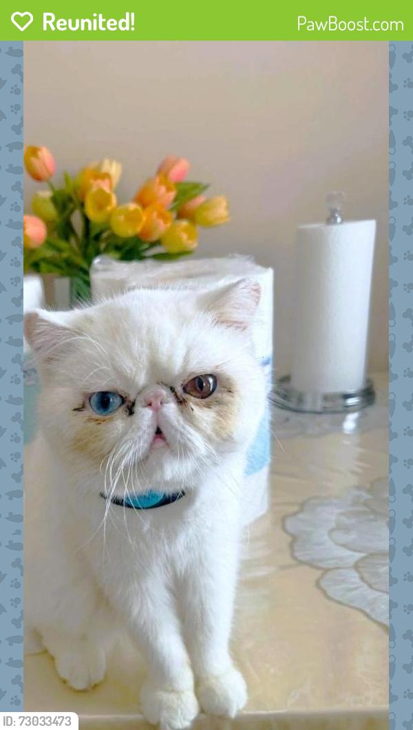 Reunited Male Cat last seen Fulham Dr, Naperville, Illinois, Naperville, IL 60564
