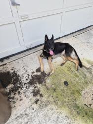 Found/Stray Male Dog last seen Pue rd, San Antonio, TX 78245