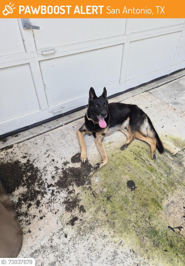 Found/Stray Male Dog last seen Pue rd, San Antonio, TX 78245