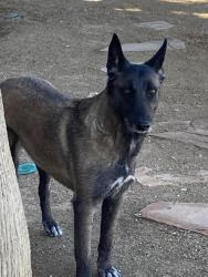 Lost Female Dog last seen Bonanza and eastern, Las Vegas, NV 89101