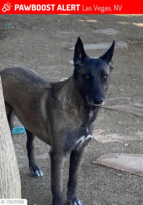 Lost Female Dog last seen Bonanza and eastern, Las Vegas, NV 89101