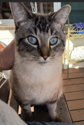 Lost Female Cat last seen Woods between Habitat for Humanity and Tractor Supply off of 321, Lenoir City, TN 37772
