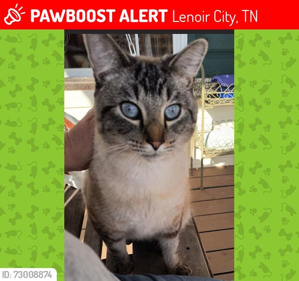 Lost Female Cat last seen Woods between Habitat for Humanity and Tractor Supply off of 321, Lenoir City, TN 37772