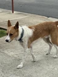 Found/Stray Male Dog last seen 14th and Saratoga, Grover Beach, CA 93433