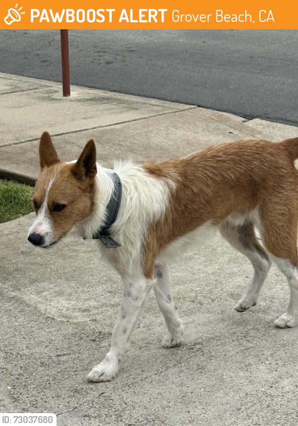 Found/Stray Male Dog last seen 14th and Saratoga, Grover Beach, CA 93433