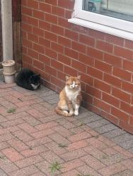 Reunited Male Cat last seen M342pj, Denton, England M34 2PJ