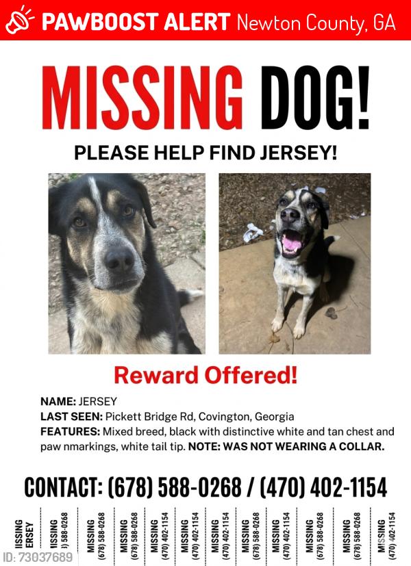 Lost Male Dog last seen Hey 162, Newton County, GA 30016