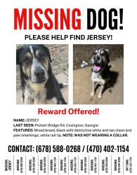 Lost Male Dog last seen Hey 162, Newton County, GA 30016