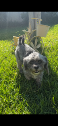 Found/Stray Male Dog last seen Tamarind and Upland Ave, Fontana CA , Fontana, CA 92335
