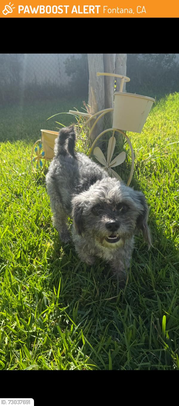 Found/Stray Male Dog last seen Tamarind and Upland Ave, Fontana CA , Fontana, CA 92335
