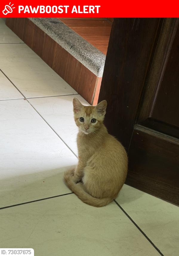Lost Female Cat last seen Sobre Av. principal, entre privada santa Cecilia y cerrada Madero 8, La Luz Francisco I. Madero, Ver. 94542