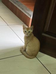 Lost Female Cat last seen Sobre Av. principal, entre privada santa Cecilia y cerrada Madero 8, La Luz Francisco I. Madero, Ver. 94542