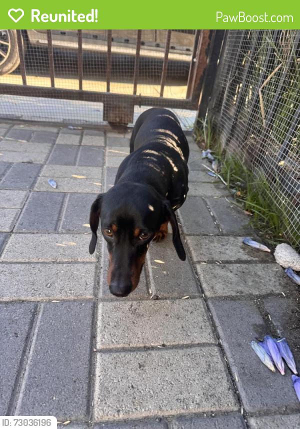 Reunited Male Dog last seen Acacia, Compton, CA 90227