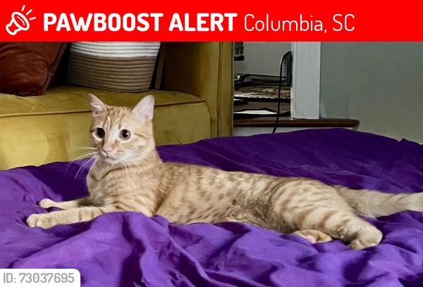Lost Male Cat last seen Near Watson way Columbia sc 29229, Columbia, SC 29229