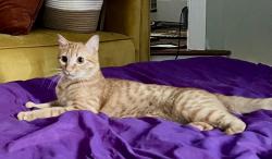 Lost Male Cat last seen Near Watson way Columbia sc 29229, Columbia, SC 29229