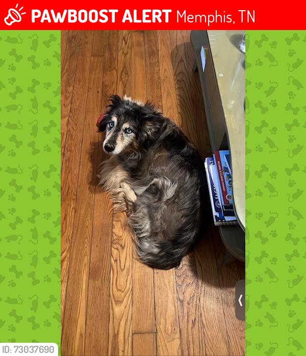 Lost Female Dog last seen South Goodlett Road, Memphis, TN 38111
