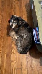 Lost Female Dog last seen South Goodlett Road, Memphis, TN 38111
