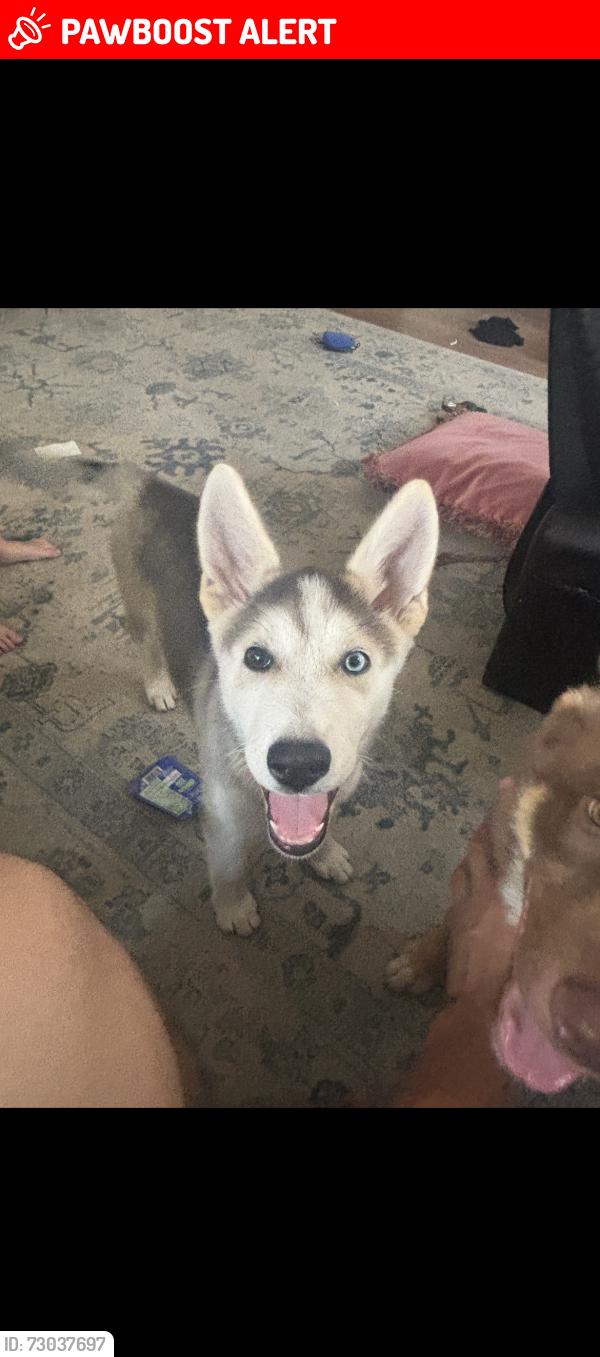 Lost Female Dog last seen Wyatt Dr , White Settlement, TX 76108