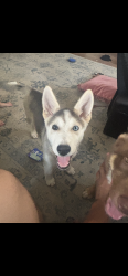 Lost Female Dog last seen Wyatt Dr , White Settlement, TX 76108