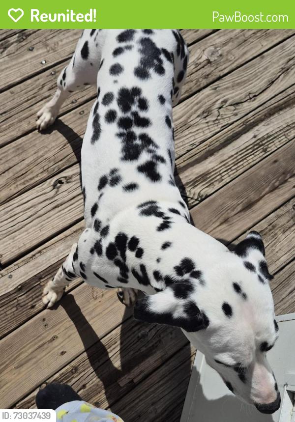 Reunited Female Dog last seen Oak and ryerson , Elgin, IL 60123