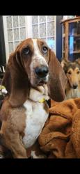Lost Female Dog last seen Milford rd Anderson 413 , Rice Cemetery rd , Anderson, SC 29621