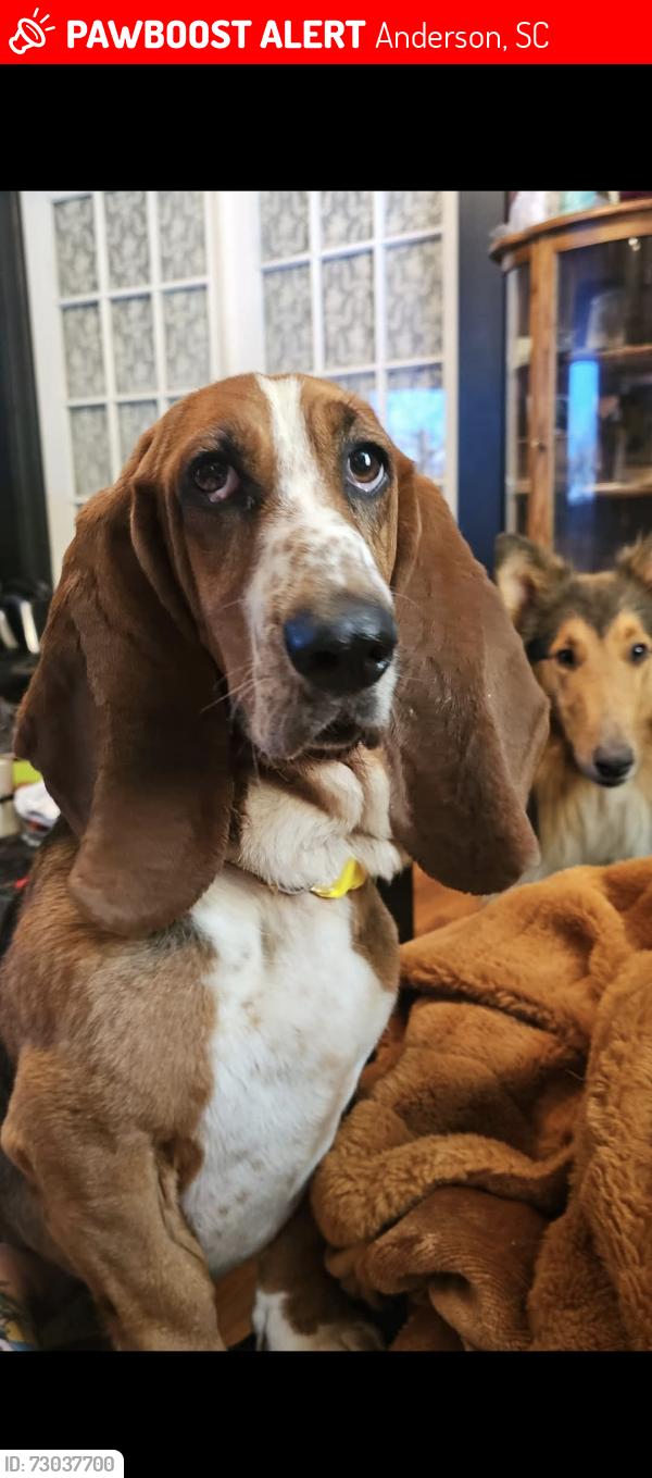 Lost Female Dog last seen Milford rd Anderson 413 , Rice Cemetery rd , Anderson, SC 29621