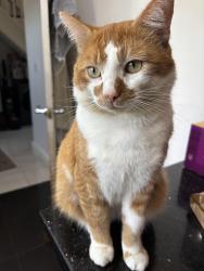 Reunited Male Cat last seen Earl street denton, Denton, England M34