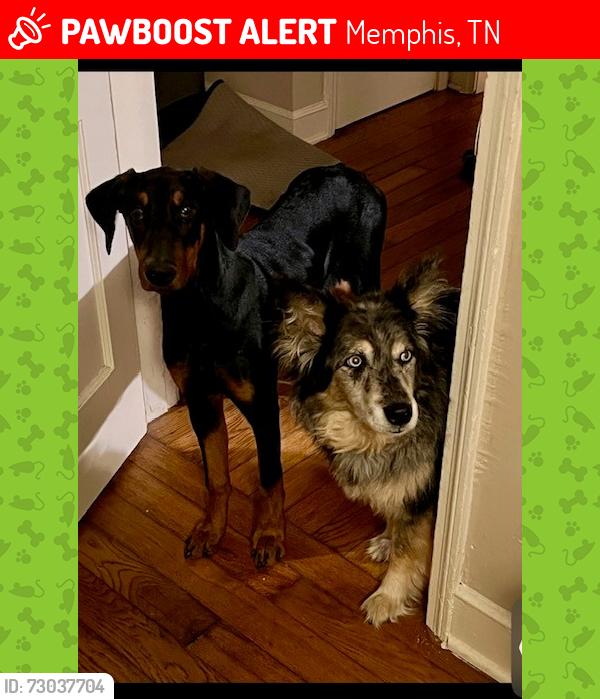 Lost Female Dog last seen South Goodlett, Memphis, TN 38111