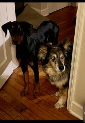 Lost Female Dog last seen South Goodlett, Memphis, TN 38111