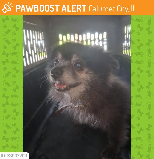 Found/Stray Unknown Dog last seen Near Lincoln Ave, Calumet City, IL 60409, Calumet City, IL 60409