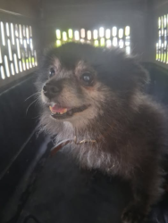 Found/Stray Unknown Dog last seen Near Lincoln Ave, Calumet City, IL 60409, Calumet City, IL 60409