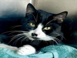 Shelter Stray Male Cat last seen , 11361 W Pico Blvd, Los Angeles, CA 90064, USA
