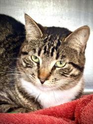 Shelter Stray Female Cat last seen , 11361 W Pico Blvd, Los Angeles, CA 90064, USA
