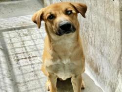 Shelter Stray Male Dog last seen , 11361 W Pico Blvd, Los Angeles, CA 90064, USA