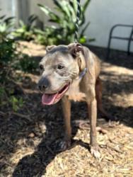 Shelter Stray Male Dog last seen , 957 N Gaffey St, San Pedro, CA 90731, USA