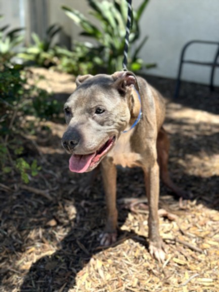 Shelter Stray Male Dog last seen , 957 N Gaffey St, San Pedro, CA 90731, USA