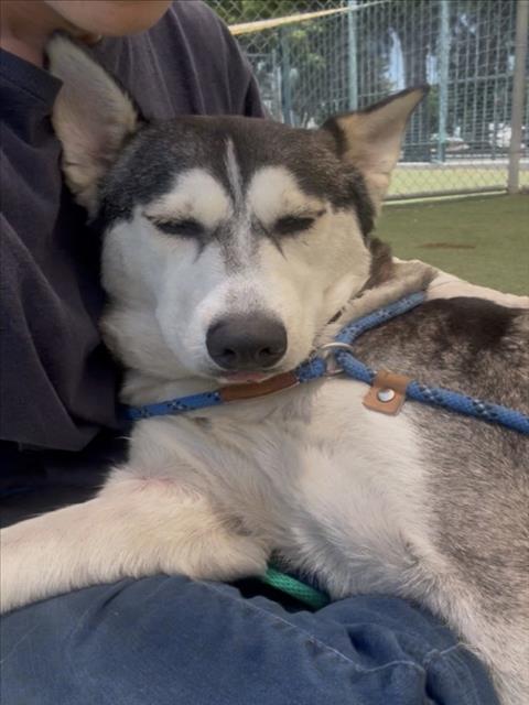 Shelter Stray Female Dog last seen , 11361 W Pico Blvd, Los Angeles, CA 90064, USA