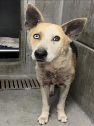 Shelter Stray Female Dog last seen , 11361 W Pico Blvd, Los Angeles, CA 90064, USA